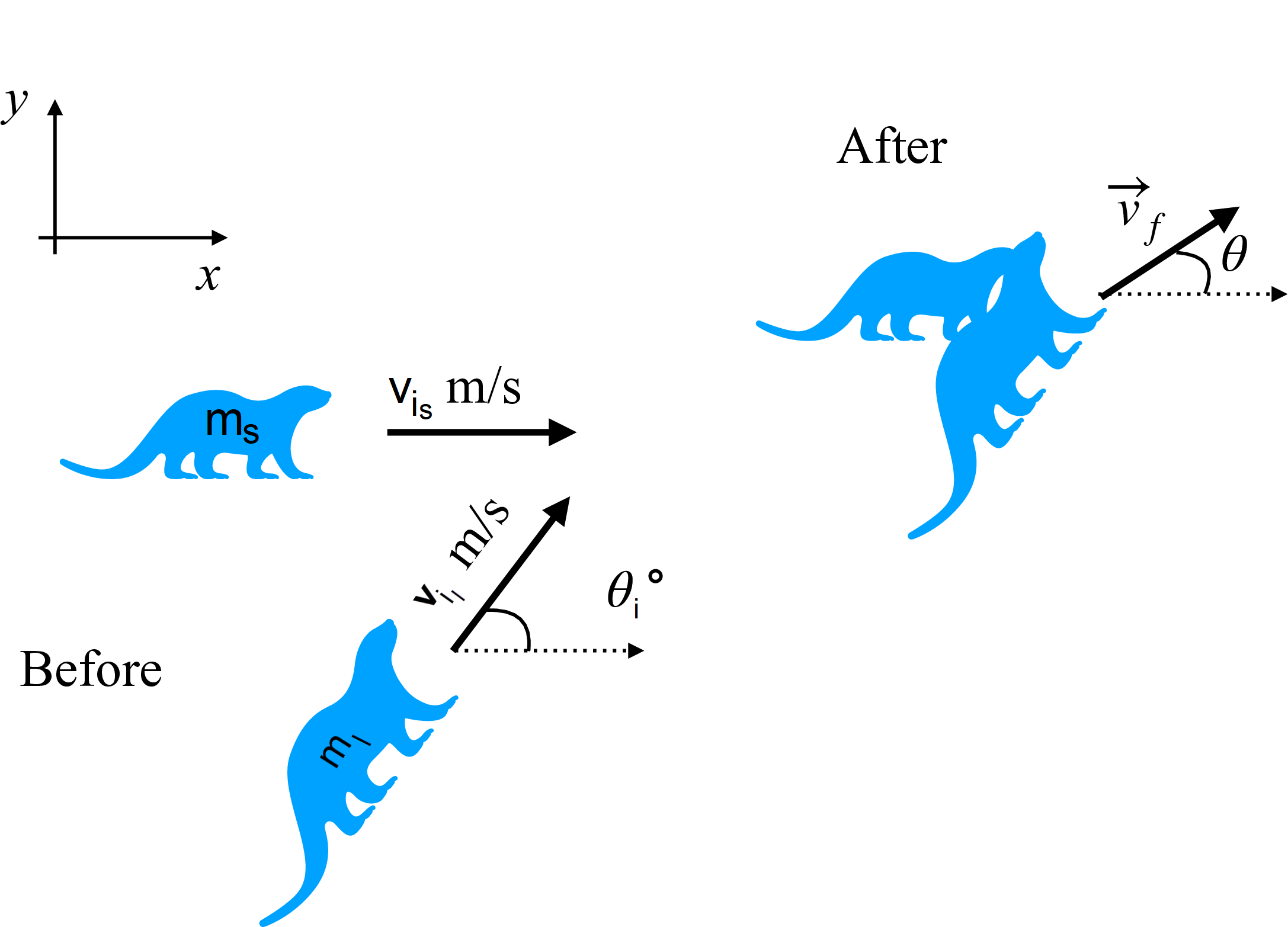 Figure of two river otters before and after collision. The coordinate system is a traditional cartesian plane. The two otters tangle after collision and move with velocity v f at an angle theta with respect to the horizontal axis.
